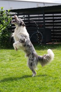 energetic border collie leaping outdoors
